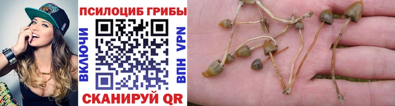 магазин    Сокол  Галлюциногенные грибы GOLDEN TEACHER 
